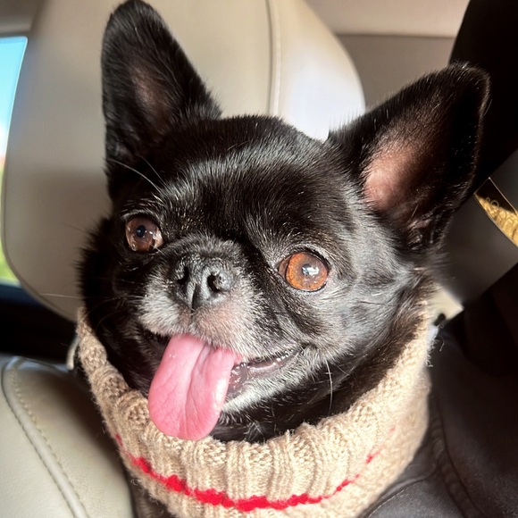 Meet your Posher, Jackie - Picture 4 of 10